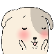 우리집 뽀삐