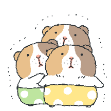 후줄근한 기니피그