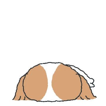 깨눈 시츄